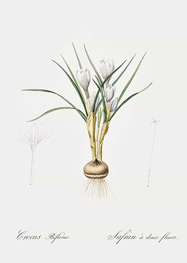 Silvery Crocus Illustratio