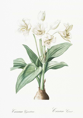 Crinum Giganteum Illustrat