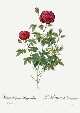 Les Roses 1824 HQ Original
