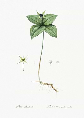 Herb Paris Illustration Fr