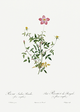 Les Roses 1824 HQ Original