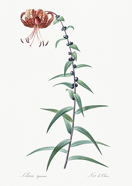 Tiger Lily Illustration Fr