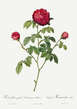 Les Roses 1824 HQ Original
