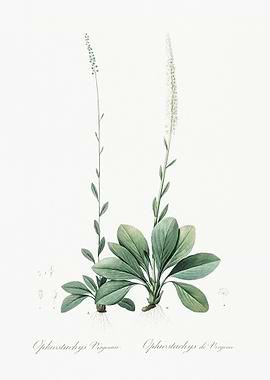 Blazing Star Illustration