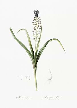 Grape Hyacinth Illustratio