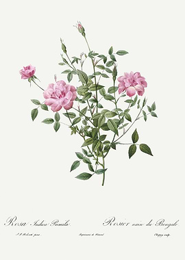 Les Roses 1824 HQ Original