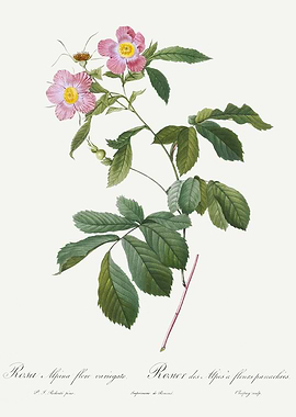 Les Roses 1824 HQ Original