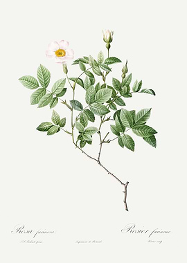 Les Roses 1824 HQ Original