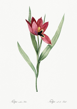 Tulipa Oculus Colis Illust