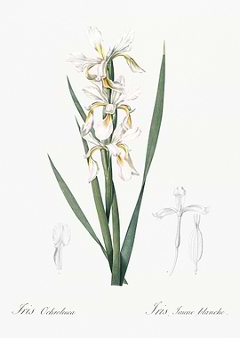 Yellow Banded Iris Illustr
