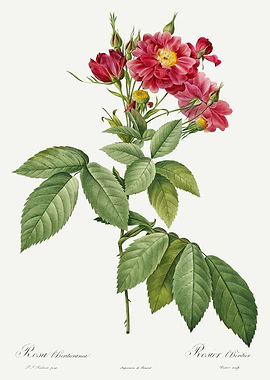 Les Roses 1824 HQ Original