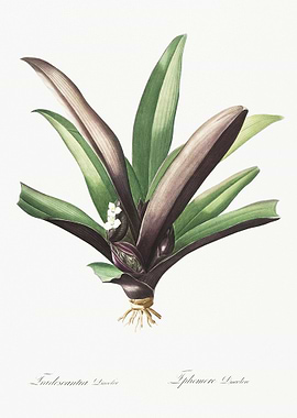 Boat Lily Illustration Fro