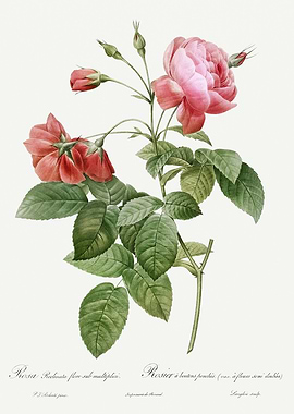 Les Roses 1824 HQ Original