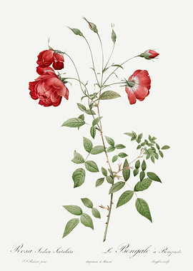 Les Roses 1824 HQ Original