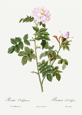 Les Roses 1824 HQ Original