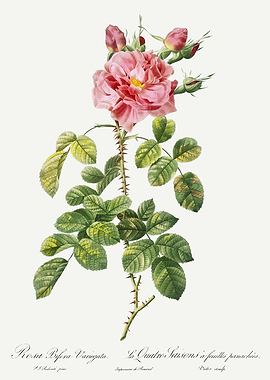 Les Roses 1824 HQ Original