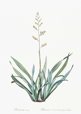 New Zealand Flax Illustrat