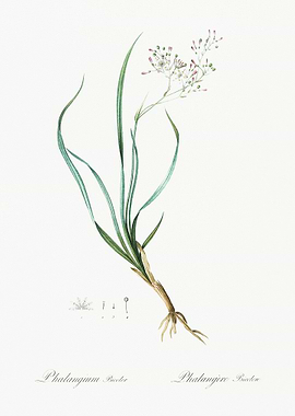 Phalangium Bicolor Illustr