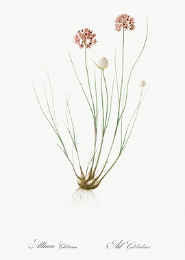 Allium Globosum Illustrati