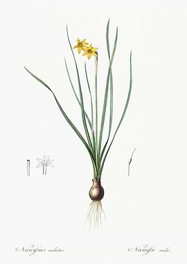 RushLeaf Jonquil Illustrat