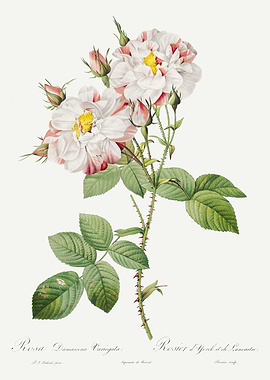 Les Roses 1824 HQ Original