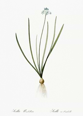 Spring Squill Illustration