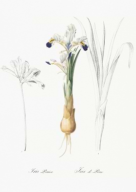 Iris Persica Illustration