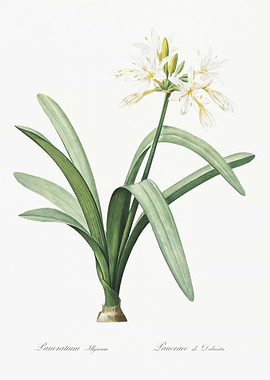 Pancratium Illyricum Illus