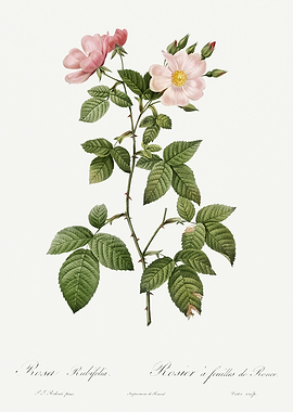 Les Roses 1824 HQ Original