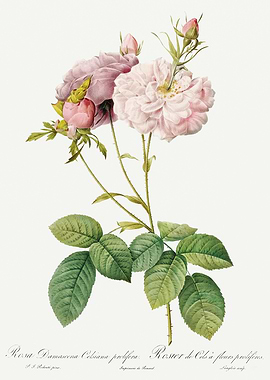 Les Roses 1824 HQ Original