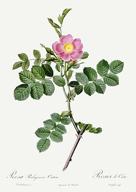 Les Roses 1824 HQ Original