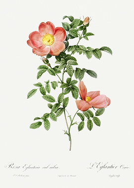 Les Roses 1824 HQ Original