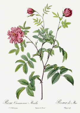 Les Roses 1824 HQ Original