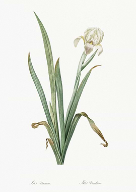 Crimean Iris Illustration