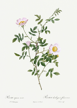 Les Roses 1824 HQ Original