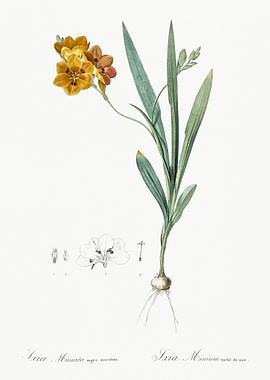 Ixia Miniata Illustration