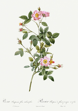 Les Roses 1824 HQ Original