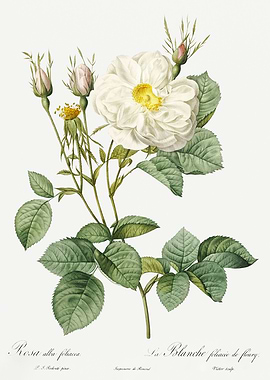 Les Roses 1824 HQ Original
