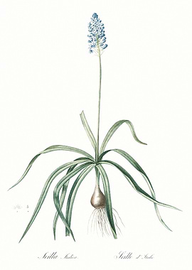 Italian Bluebell Illustrat