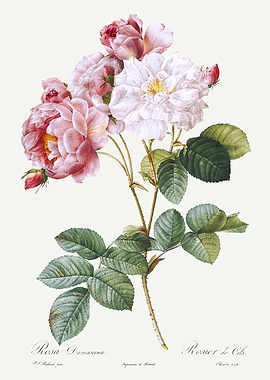 Les Roses 1824 HQ Original