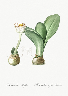 Paintbrush Illustration Fr