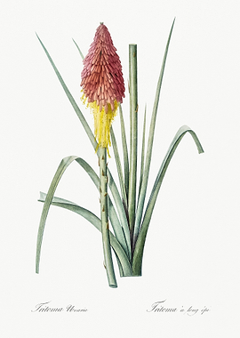 Tritoma Illustration From