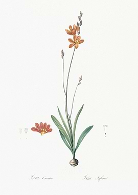 Mossel Bay Tritonia Illust