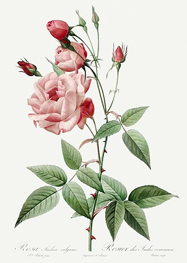 Les Roses 1824 HQ Original