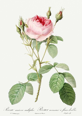 Les Roses 1824 HQ Original