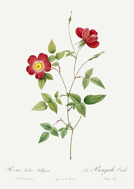 Les Roses 1824 HQ Original