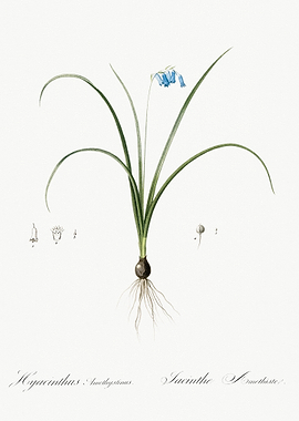 Brimeura Illustration From