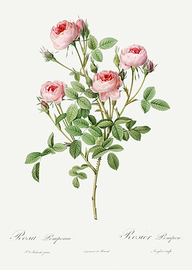 Les Roses 1824 HQ Original