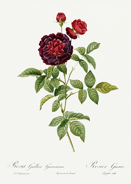 Les Roses 1824 HQ Original