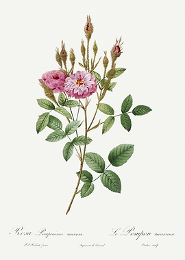 Les Roses 1824 HQ Original